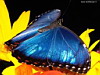 miniatura_farfalla21 copia